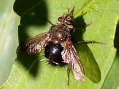 Tachinid Fly